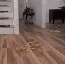 Robot Dog Slipping GIF