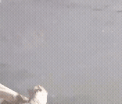 Robot Standing On Hind Legs On Street GIF