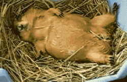 Rodents Fall Asleep GIF