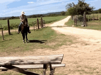 Rodeo Horse GIF