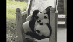 Rolling Baby Panda Playing  GIF