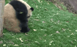 Rolling Dirty Chubby Panda GIF