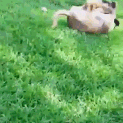 Rolling Dog Playing Slipper GIF
