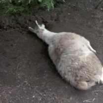 Rolling Llama Playing Dirt GIF