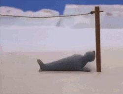 Rolling On The Floor Laughing Whale GIF