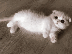 Rolling On The Floor GIF