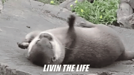 Rolling Otter Living The Dream GIF