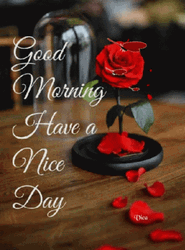 Romantic Good Morning Have A Nice Day Roses GIF