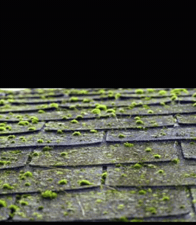 Roof With Moss GIF
