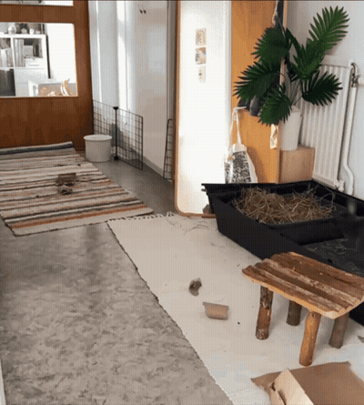 Room With Plant And Hay Container GIF