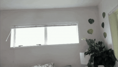 Room With Plant And Open Window Blinds GIF