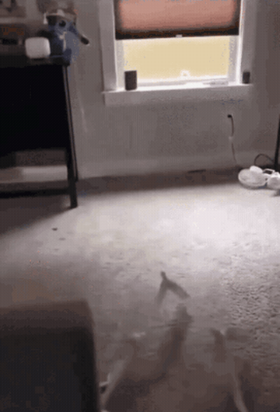 Room With Window And White Carpet GIF