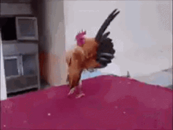 Rooster GIF