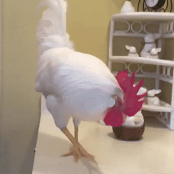 Rooster Confused With His Reflection GIF