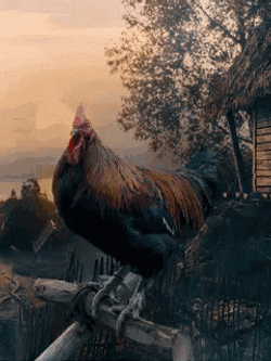 Rooster Crocking In Farm Fence GIF
