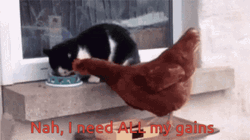 Rooster Crowing Got Beaten By Cat GIF