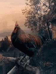 Rooster Crowing In Farm Early Morning GIF
