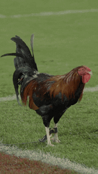 Rooster Crowing In The Football Field GIF