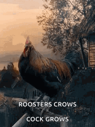 Rooster Crows Cock Grows In Fence GIF