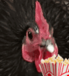Rooster Eating Popcorn