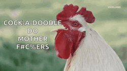 Rooster GIF