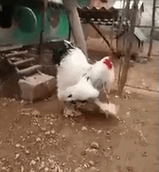 Rooster Giant Brahma Chicken GIF