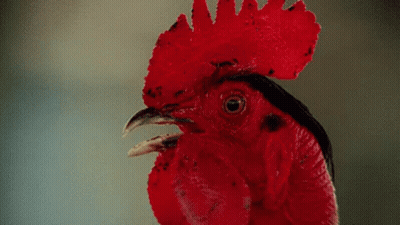 Rooster Head With Red Feathered Crest GIF