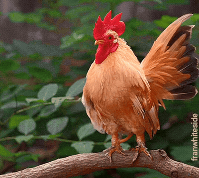Rooster Perched On Tree Branch Green Background Frannieside GIF