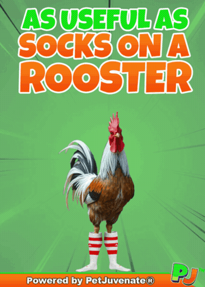 Rooster Red White Striped Socks Powered By Petjuvenate GIF