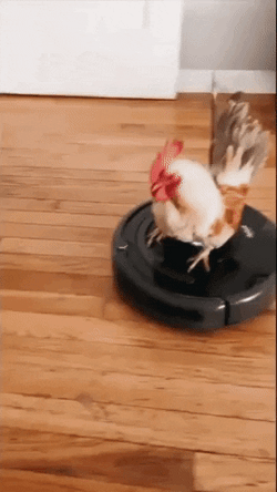 Rooster Riding Robot Cleaner GIF