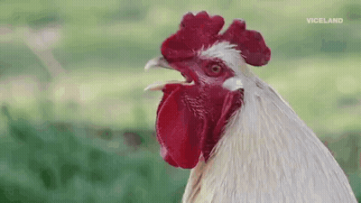Rooster Saying Cock-A-Doodle Do Mother F # C % Ers Have A Good Day GIF
