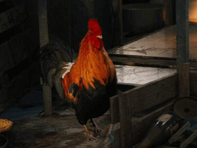 Rooster Spreading Wings In Dark Room GIF
