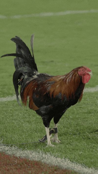 Rooster Standing On Hind Legs On Soccer Field GIF