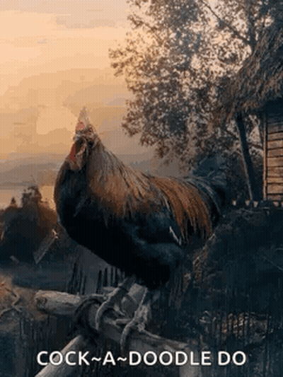 Rooster Standing On Wooden Fence Beside Tree GIF