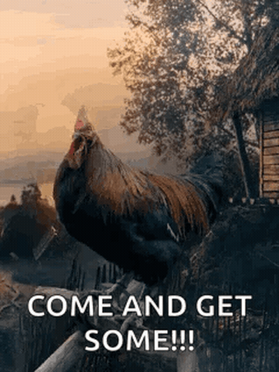 Rooster Standing On Wooden Fence Come And Get Some GIF