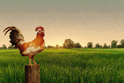 Rooster Standing On Wooden Post GIF
