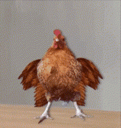 Rooster Standing With Wings Outstretched GIF