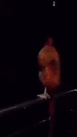 Rooster Under The Rain Sad Meme GIF
