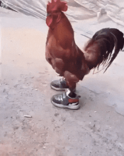 Rooster Wearing Shoes GIF