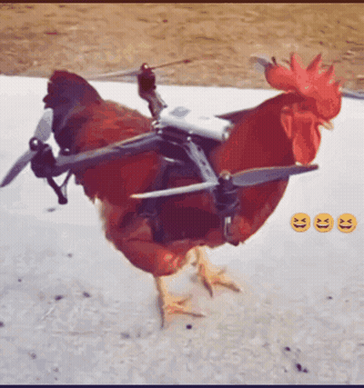 Gallo con dron sujeto a la espalda GIF