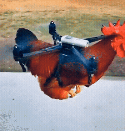 Gallo con dron sujeto a la espalda GIF