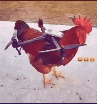 Rooster With Drone On Back GIF