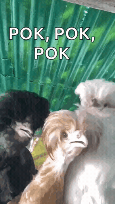 Rooster With Googly Eyes Saying Oh You're Awake GIF