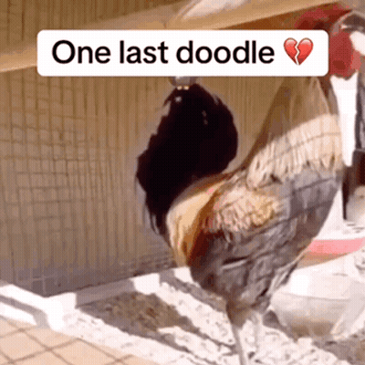 Rooster With One Last Doodle GIF