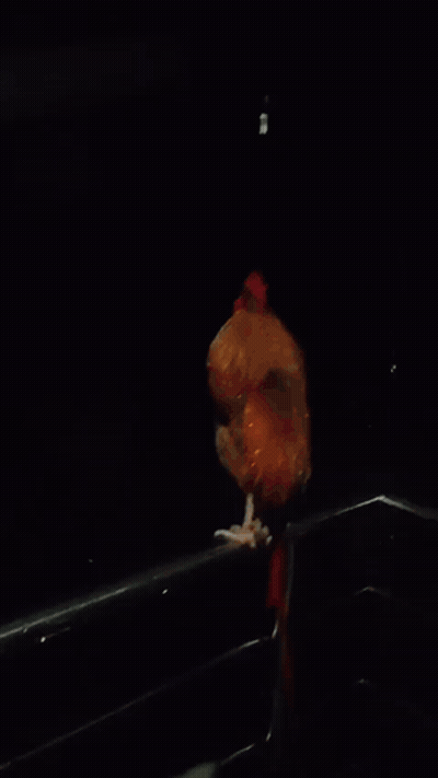 Rooster With Red Crest On Metal Railing GIF