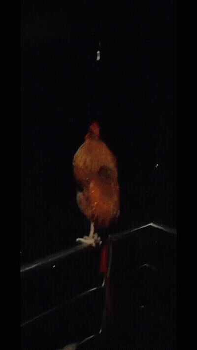 Rooster With Red Crest Standing On Railing In Dark GIF