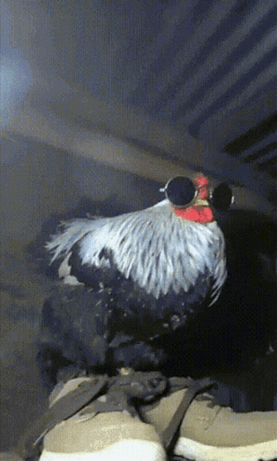 Rooster With Sunglasses On Shoes GIF
