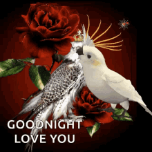 Rose And Kissing Birds Good Night GIF