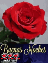 Rose Feliz Noche Buenas Noches GIF