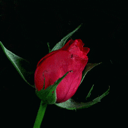 Rose Flower GIF